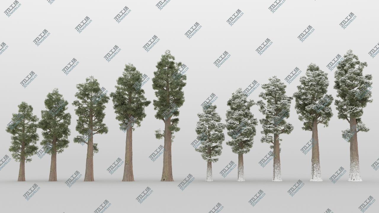 images/goods_img/2021040231/5-5 Sequoia Trees 3D model/4.jpg